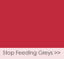 stop-feeding-greys