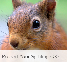Report-Your-Sightings
