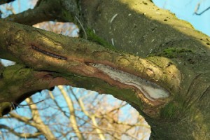Tree damage by grey squirrels © Dave Marshall