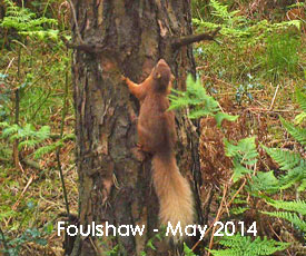 Red squirrel at Foulshaw