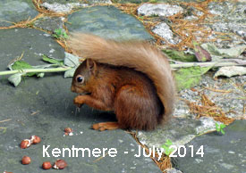 Red squirrel in Kentmere