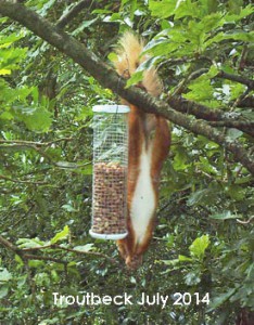 Troutbeck red squirrel