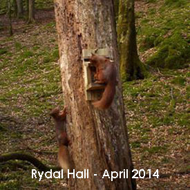Rydal Hall red squirrels
