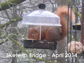 Skelwith Bridge red squirrel