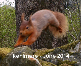 Kentmere Red Squirrel