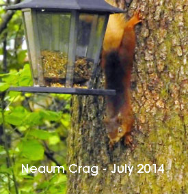 Neaum Crag red squirrel