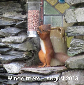 Windermere red squirrel
