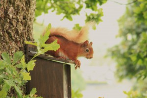 Red squirrel without ear tufts