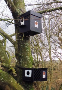 The New-Design Nestbox and Feeder in Polypropylene 
