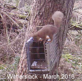 © Westmorland Red Squirrels