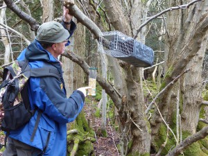 Westmorland Red Squirrel volunteers install and monitor traps to eradicate grey squirrels